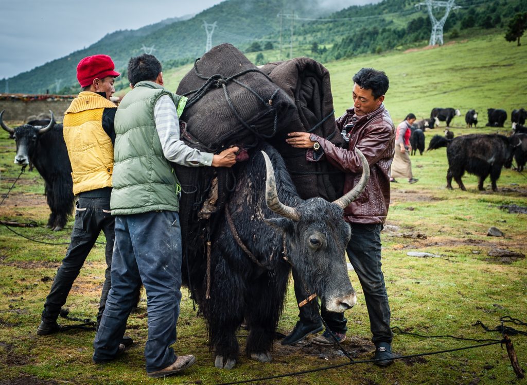 Tibetan nomads loading items onto a yak