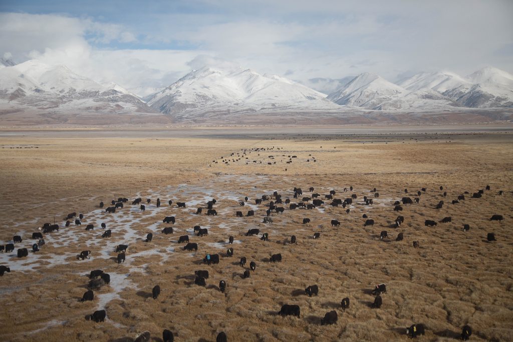 Yaks walking across the Tibetan permafrost