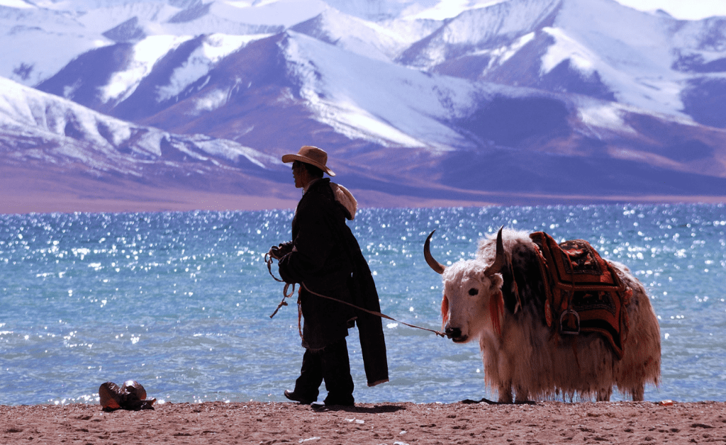 Tibetan nomad leading his yak along a lake